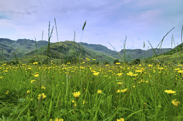  Crinkle Crags and Buttercups in Langdale Lake Dis Picture Board by Greg Marshall