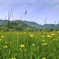 Buy canvas prints of  Crinkle Crags and Buttercups in Langdale Lake Dis by Greg Marshall
