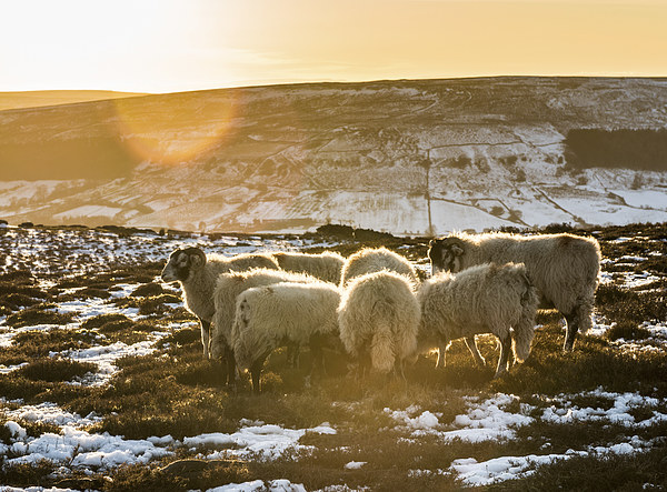 North Yorks Moors Winter sun huddle Picture Board by Greg Marshall