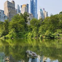 Buy canvas prints of Ducks rest at  The Pond Central Park Manhattan by Greg Marshall