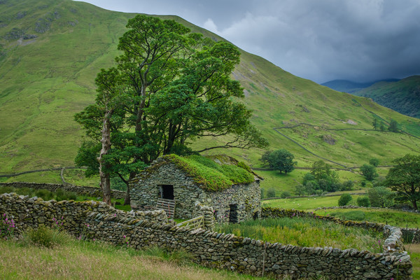 Lone Barn with trees Hartsop Lake District Picture Board by Greg Marshall
