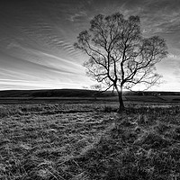 Buy canvas prints of A lone tree near Low Force Waterfall by Greg Marshall