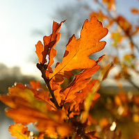 Buy canvas prints of Backlit Oak Leaf by Greg Marshall