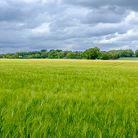 Buy canvas prints of Low Coniscliffe Barley field  with church spire by Greg Marshall