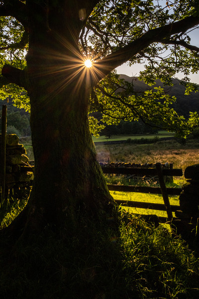 Starburst Tree near Hartsop English Lake District Picture Board by Greg Marshall