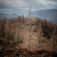 Buy canvas prints of Lone tree Lake District  by Greg Marshall