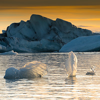 Buy canvas prints of Ice sculptures at Jökulsárlón Glacial Lagoon Icela by Greg Marshall