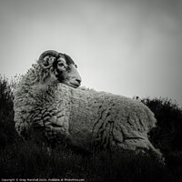 Buy canvas prints of Moody Sheep in Mono by Greg Marshall