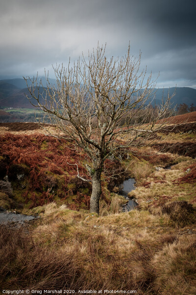 Autumn Tree Lake District Picture Board by Greg Marshall