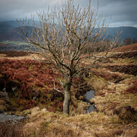 Buy canvas prints of Autumn Tree Lake District by Greg Marshall