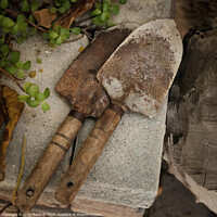 Buy canvas prints of Rustic garden trowels by Greg Marshall