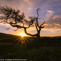 Buy canvas prints of The Lone Tree at Roseberry Topping at sunrise by Greg Marshall