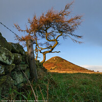 Buy canvas prints of Roseberry Topping Tree by Greg Marshall