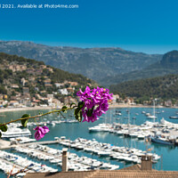 Buy canvas prints of Port dé Sóller Mallorca with Bougainvillea by Greg Marshall