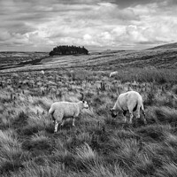 Buy canvas prints of Kirkcarrion Middleton-in-Teesdale by Greg Marshall