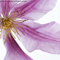 Buy canvas prints of Clematis by Cathy Pyle