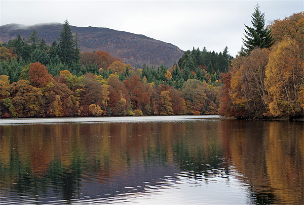 Autumn in Pitlochry Picture Board by Phil Wareham