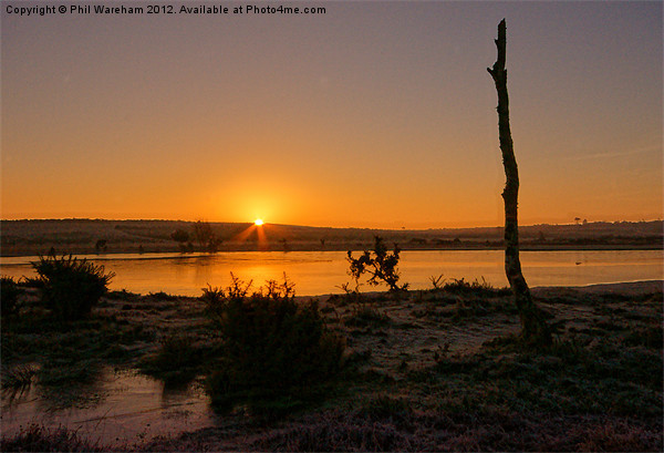 New Forest Sunrise Picture Board by Phil Wareham