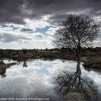 Buy canvas prints of Burley, New Forest by Phil Wareham