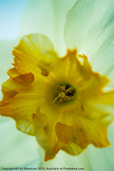 Narcissus Picture Board by Phil Wareham