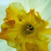 Buy canvas prints of Narcissus by Phil Wareham