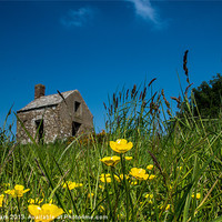 Buy canvas prints of Buttercups and Ruin by Phil Wareham
