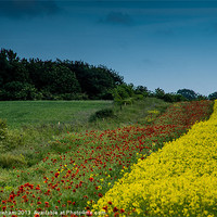 Buy canvas prints of Poppy and Rape Field by Phil Wareham