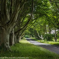 Buy canvas prints of The Beech Avenue by Phil Wareham