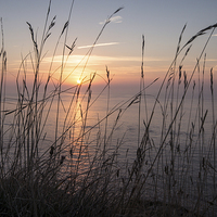 Buy canvas prints of Clifftop Grasses by Phil Wareham