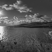Buy canvas prints of Black and White Jurassic Sunshine by Phil Wareham