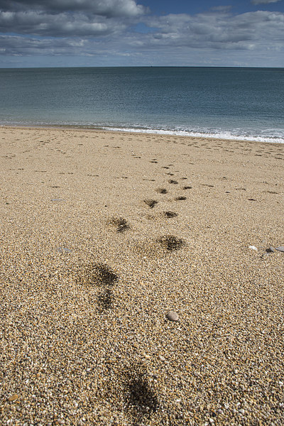 Footsteps Picture Board by Phil Wareham