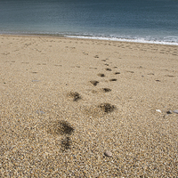 Buy canvas prints of Footsteps by Phil Wareham