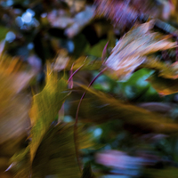 Buy canvas prints of Autumn Abstract by Phil Wareham