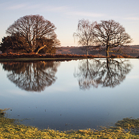 Buy canvas prints of New Forest Pond by Phil Wareham