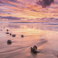 Buy canvas prints of Sunrise and seashells by Phil Wareham