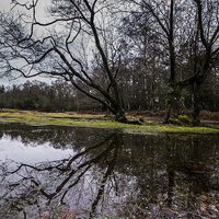 Buy canvas prints of Pond at Millyford Bridge by Phil Wareham