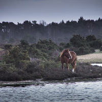 Buy canvas prints of New Forest Pony by Phil Wareham
