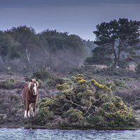 Buy canvas prints of New Forest Pony 2 by Phil Wareham