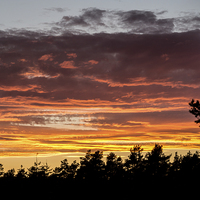 Buy canvas prints of New Forest Sunset by Phil Wareham