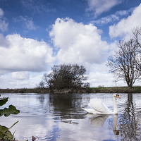 Buy canvas prints of Swan on the Stour by Phil Wareham