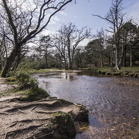 Buy canvas prints of Winter trees and stream by Phil Wareham