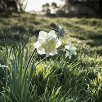 Buy canvas prints of Narcissus in a field by Phil Wareham