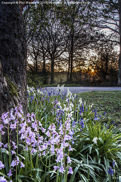 Sunset over Bluebells Picture Board by Phil Wareham