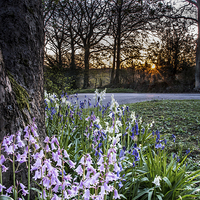 Buy canvas prints of Sunset over Bluebells by Phil Wareham