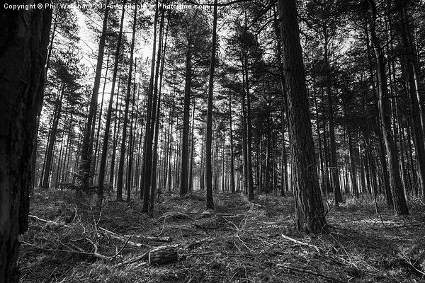 Black and White Woodland Picture Board by Phil Wareham