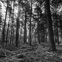Buy canvas prints of Black and White Woodland by Phil Wareham