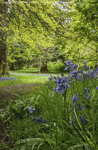 Bluebell Wood Picture Board by Phil Wareham