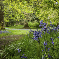 Buy canvas prints of Bluebell Wood by Phil Wareham