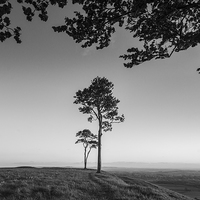 Buy canvas prints of Trees on the terrace by Phil Wareham