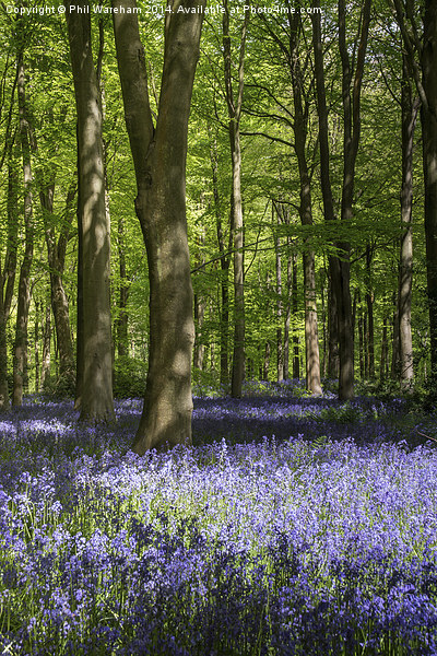Bluebell Carpet Picture Board by Phil Wareham